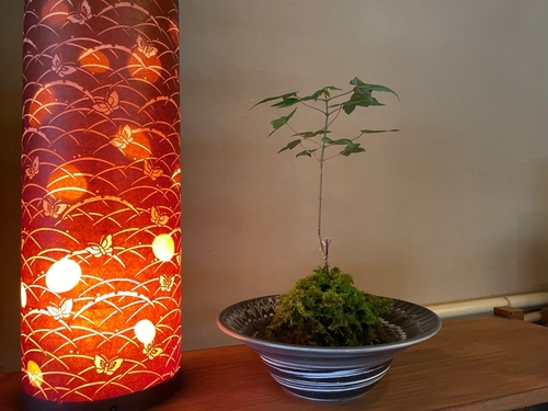 苔玉盆栽.jpg