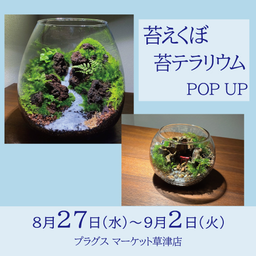 【プラグス マーケット草津店】苔えくぼ POP UP