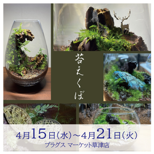 【プラグス マーケット草津店】苔えくぼ　POP UP