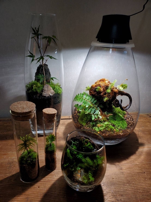 202607苔玉②.jpg