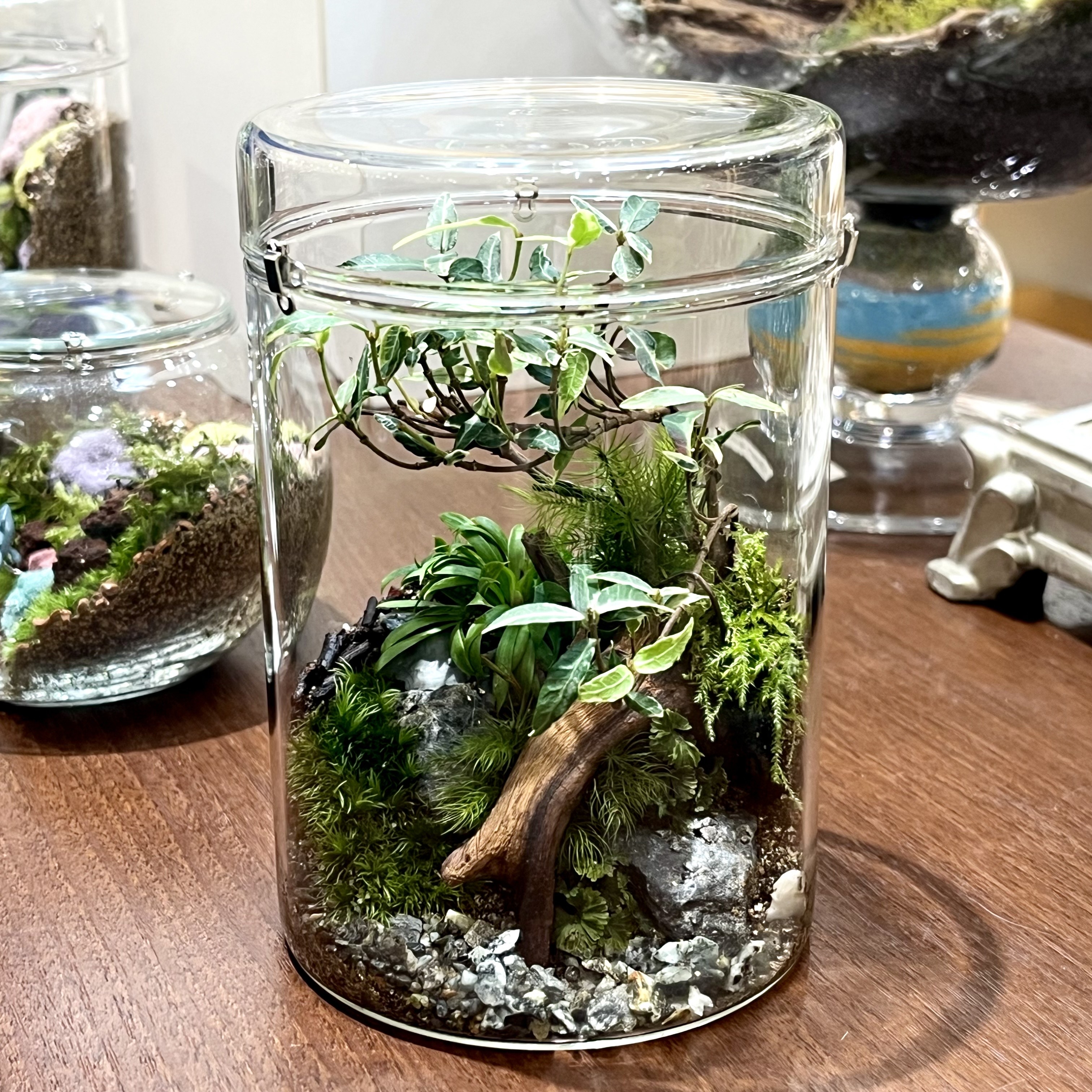 プラグス マーケット草津店】苔テラリウム 潒風園 POP UP - 店舗の