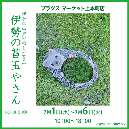 【プラグス マーケット上本町店】『伊勢の苔玉やさん』POP UP SHOP
