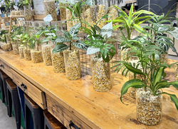 miyabi green/イメージ画像①観葉植物.jpg