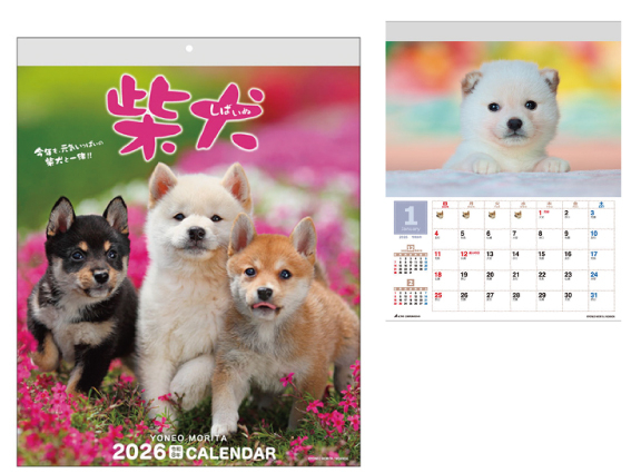 柴犬.jpg